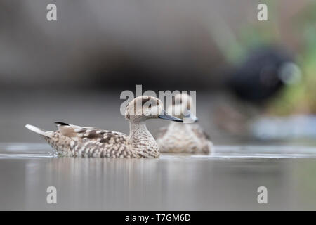 Paire de sarcelles marbrées (Marmaronetta angustirostris) hivernant en espagnol zone humide. Piscine sur un lac dans une réserve naturelle locale. Banque D'Images