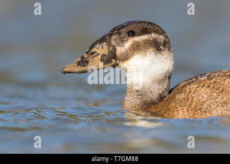 D'un 1er gros plan femme hiver (Oxyura leucocephala) nager sur un lac dans une réserve naturelle dans le sud de l'Espagne. Banque D'Images