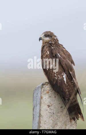 (Est de l'Hybride) Milan noir (Milvus migrans migrans lineatus x), le Kazakhstan, 2e cy Banque D'Images