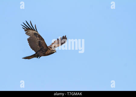 (Hybride) l'est Milan noir, Milvus migrans migrans lineatus x, le Kazakhstan, l'athlète de deuxième année oiseau en vol vu du dessous. Banque D'Images