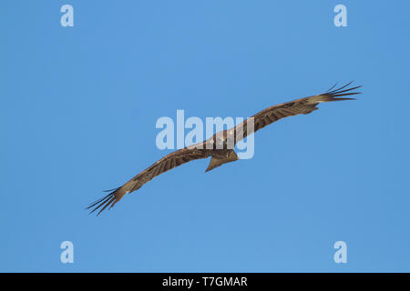 (Hybride) l'est Milan noir, Milvus migrans migrans lineatus x, le Kazakhstan, l'athlète de deuxième année oiseau en vol vu du dessous. Banque D'Images