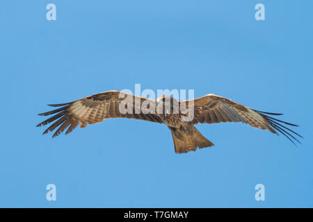 (Hybride) l'est Milan noir, Milvus migrans migrans lineatus x, le Kazakhstan, l'athlète de deuxième année oiseau en vol vu du dessous. Banque D'Images