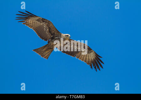 (Hybride) l'est Milan noir, Milvus migrans migrans lineatus x, le Kazakhstan, l'athlète de deuxième année oiseau en vol vu du dessous. Banque D'Images