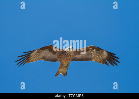 (Hybride) l'est Milan noir, Milvus migrans migrans lineatus x, le Kazakhstan, l'athlète de deuxième année oiseau en vol vu du dessous. Banque D'Images