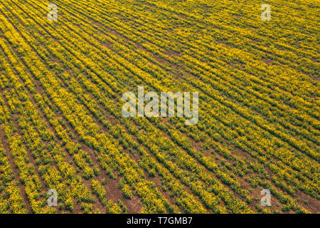 Vue aérienne du champ de colza canola en mauvais état à cause de la sécheresse, l'aridité du climat et de la saison Banque D'Images