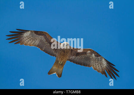 (Hybride) l'est Milan noir, Milvus migrans migrans lineatus x, le Kazakhstan, l'athlète de deuxième année oiseau en vol vu du dessous. Banque D'Images