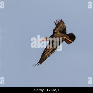 Des profils Ibis chauve (Geronticus eremita) en vol au Maroc. Banque D'Images