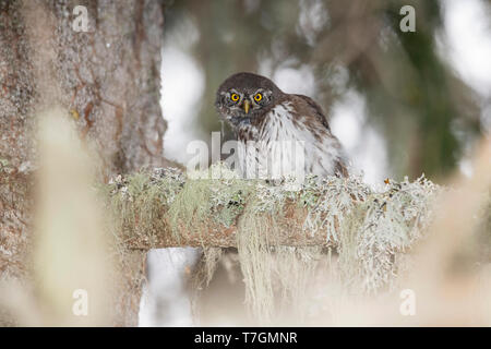 Goéland juvénile Chouette naine (Glaucidium passerinum) dans les Alpes italiennes. Banque D'Images