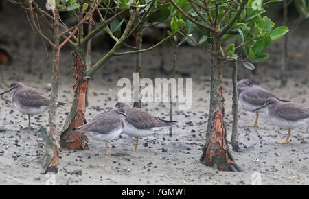 Petit groupe de Grey-tailed Tattlers (Tringa brevipes) se percher dans les mangroves d'Okinawa au Japon. Banque D'Images