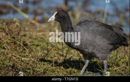 Rouge adultes bulbés-Foulque macroule (Fulica cristata) dans les zones humides de Dinsho Oromia, en Éthiopie. Banque D'Images