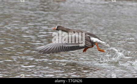 Groenland adultes d'Oies rieuses (Anser albifrons flavirostris) décollant d'un campus étang dans le Hampshire, Massachusetts aux Sta Banque D'Images