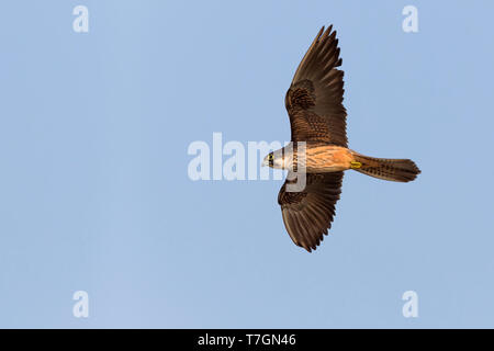 Eleonora's Falcon (Falco eleonorae), de la lumière en vol adultes morph Banque D'Images