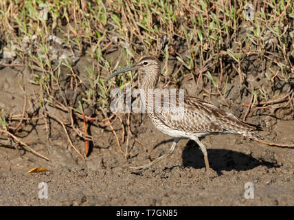 Courlis corlieu (Numenius phaeopus eurasienne) hivernant dans les mangroves de la Gambie. Banque D'Images