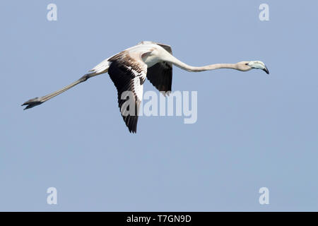 Flamant rose (Phoenicopterus roseus), juvénile en vol montrant le dessus Banque D'Images