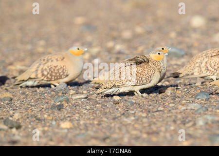 Ganga tacheté (Pterocles senegallus), petit troupeau reposant au sol au Maroc Banque D'Images