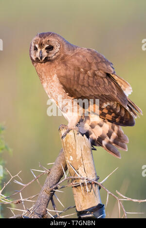 Hibou des marais (Asio capensis tingitanus), adulte perché sur un poster au Maroc Banque D'Images