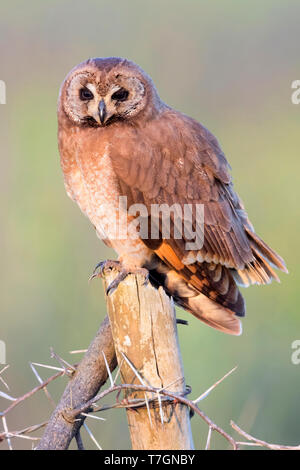 Hibou des marais (Asio capensis tingitanus), adulte perché sur un poster au Maroc Banque D'Images