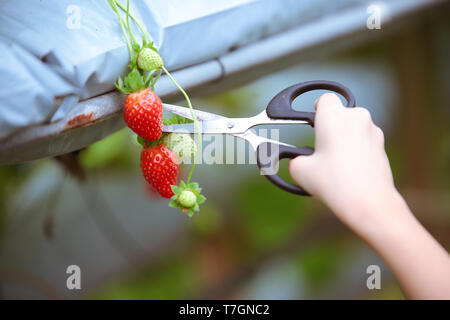 La cueillette des fraises fraîches de la ferme de fraises hydroponiques. Banque D'Images