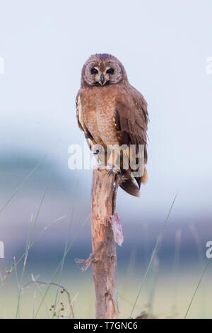 Hibou des marais (Asio capensis tingitanus), adulte perché sur un poster au Maroc Banque D'Images