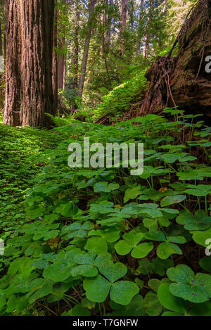 Image en couleur d'un bois rouge forêt. Le nord de la Californie, USA. Banque D'Images
