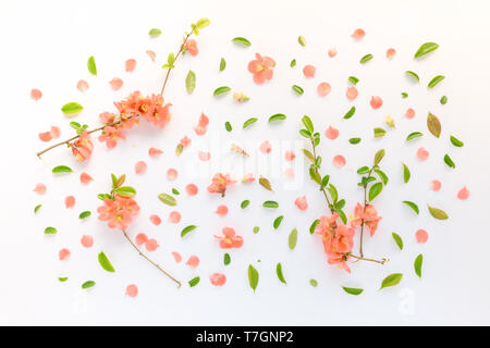 Printemps coloré décoration florale télévision jeter dessus avec des pétales de fleurs et de feuilles Banque D'Images