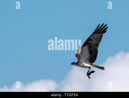 Western Osprey (Pandion haliaetus) en vol avec un poisson frais pris contre un ciel bleu Banque D'Images