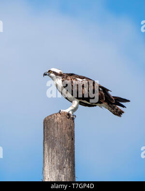 Western Osprey (Pandion haliaetus) iperched sur un poteau contre un ciel bleu Banque D'Images