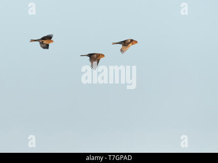 (Carduelis flavirostris Twite hiver) dans le texel sur Slufter aux Pays-Bas. Trois Twites en vol. Banque D'Images