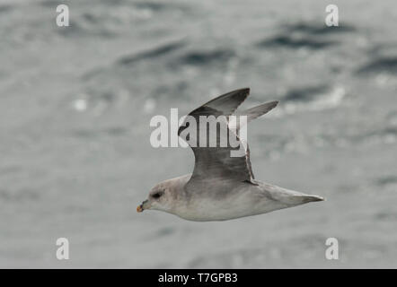 Le Fulmar boréal (Fulmarus glacialis) survolant la mer arctique montrant underwings off Svalbard, Norvège. Banque D'Images