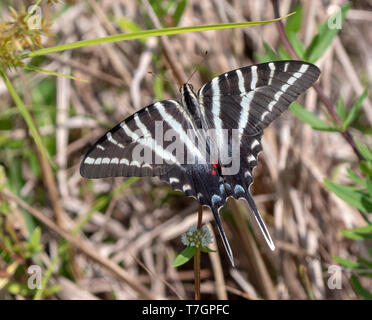 Grand porte-queue (Papilio cresphontes), le plus grand papillon en Amérique du Nord Banque D'Images