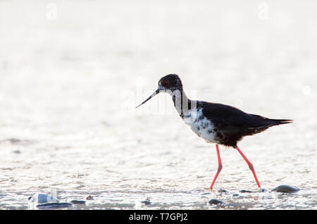 (Himantopus Stilt Black immatures novaezelandiae) avec rétro-éclairage en zone Glentanner, île du Sud, Nouvelle-Zélande. Une espèce en voie de disparition Banque D'Images