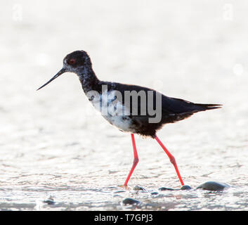 (Himantopus Stilt Black immatures novaezelandiae) avec rétro-éclairage en zone Glentanner, île du Sud, Nouvelle-Zélande. Une espèce en voie de disparition Banque D'Images