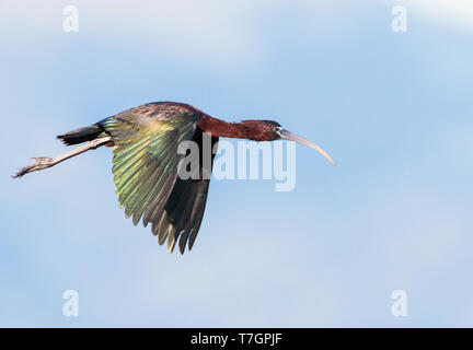 L'Ibis falcinelle adultes (Plegadis falcinellus) sur l'île grecque de Lesbos au cours de la migration printanière. Volant en face de montagnes lointaines. Banque D'Images