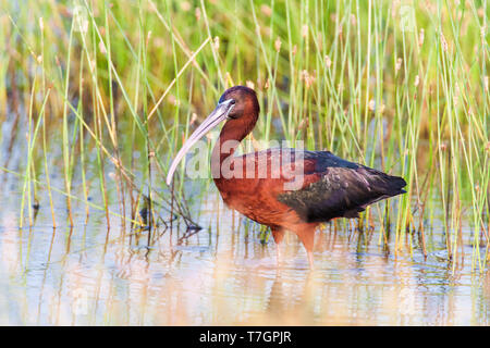 L'Ibis falcinelle adultes (Plegadis falcinellus) au début de la lumière du matin sur l'île grecque de Lesbos au cours de la migration printanière. Banque D'Images