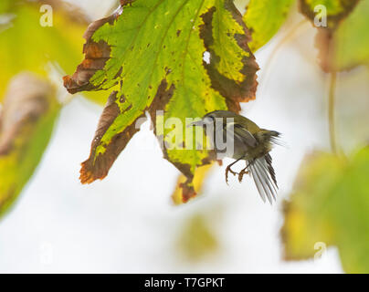 Goldcrest (Regulus regulus) pendant la migration d'automne à Vlieland aux Pays-Bas. Dans le cadre d'un vol stationnaire de la couleur de l'automne, attraper des insectes. Banque D'Images