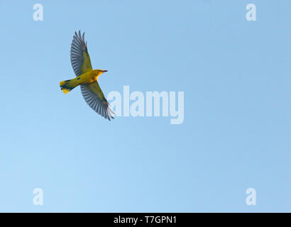 Flying Loriot (Oriolus oriolus), vu d'en bas, aux Pays-Bas. Banque D'Images