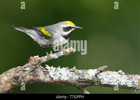 Mâle adulte de la Paruline à ailes dorées (Vermivora chrysoptera) Galveston Co., New York Banque D'Images