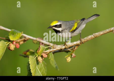 Mâle adulte de la Paruline à ailes dorées (Vermivora chrysoptera) Galveston Co., New York Banque D'Images