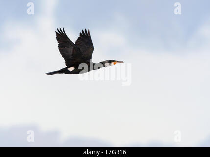Des profils Grand Cormoran (Phalacrocorax carbo) battant en face de nuages hollandais typique, avec des ailes qui s'est tenue au-dessus de l'organisme. Banque D'Images