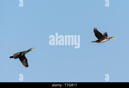 Deux Grands Cormorans (Phalacrocorax carbo) vol dans les Pays-Bas. Des profils composant (à gauche) et d'oiseaux immatures (droite) Banque D'Images