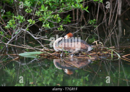 Grèbe huppé (Podiceps cristatus) dormant sur son nid dans l'eau douce lac en Autriche. Banque D'Images