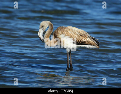 Flamant rose juvénile (Phoenicopterus roseus) debout dans l'eau peu profonde à Hyères, France. Banque D'Images