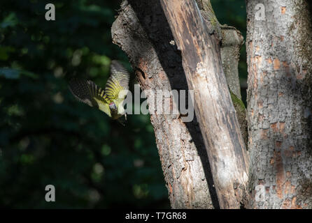 Des profils Pic Vert (Picus viridis) décollant d'un vieil arbre dans une forêt rual en Bulgarie centrale près de Veliko Tarnovo. Vol vers le photographe Banque D'Images