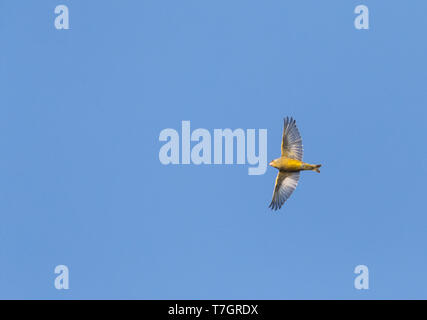 Verdier d'Europe (Carduelis chloris) en vol, la migration au cours de l'automne sur l'île de Wadden Vlieland aux Pays-Bas. Overhea directement vol Banque D'Images