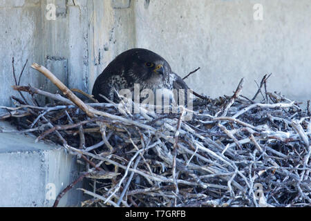 Des profils Faucon gerfaut (Falco rusticolus) à la péninsule de Seward, Alaska, USA au cours de l'été arctique (juin). Assis sur un nid avec un poussin. Banque D'Images