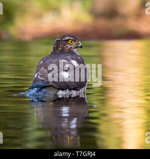 Paruline à se baigner dans la piscine de la forêt. Banque D'Images