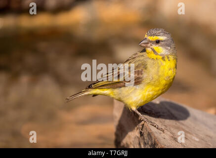 À la façade jaune Serinus mozambicus ; canaries ; on rock Banque D'Images