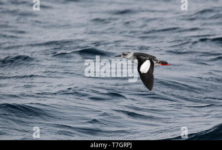 (Présumée) Deuxième- hiver Guillemot à miroir (Cepphus grylle) en vol à Varanger, la Norvège. Banque D'Images