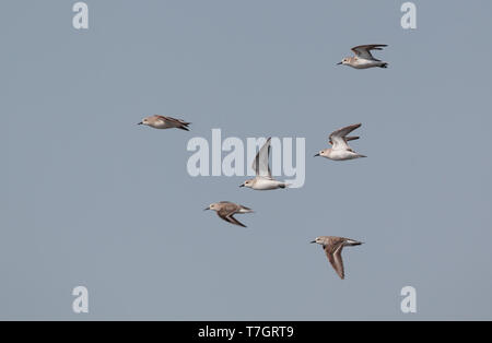 Troupeau de Red-necked relais (Calidris ruficollis) en vol au dessus de Pak Thale, Thaïlande. Banque D'Images