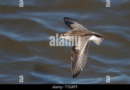 Première de l'hiver Le Bécasseau semipalmé (Calidris pusilla) en vol à Reed's Beach, New Jersey, USA. Vu de dessus. Banque D'Images